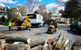 How Our Tree Care Process Works  in  Destin, FL